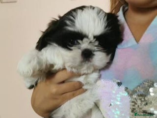 Shih Tzu dogs Imperial Shih Tzu Ready to leave - Advert 3