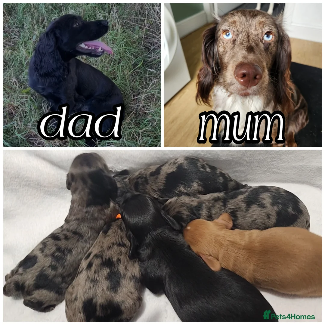 Cocker Spaniel dogs for sale: Cocker spaniel pups!  in Mexborough - Advert 1