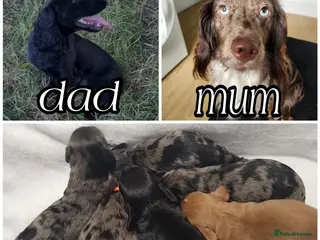 Cocker Spaniel dogs Cocker spaniel pups! - Advert 4