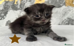 Maine Coon cats for sale: Full Maine Coone Kittens - Image 17