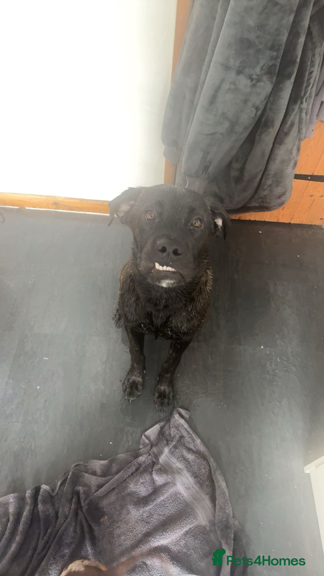 Mixed Breed dogs for sale: Puppy enzo  - Image 3