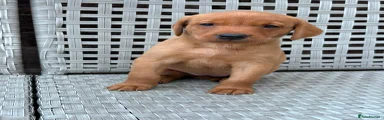 Labrador Retriever 4