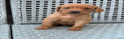 Labrador Retriever dogs for sale: Labrador Puppies  - Advert 9