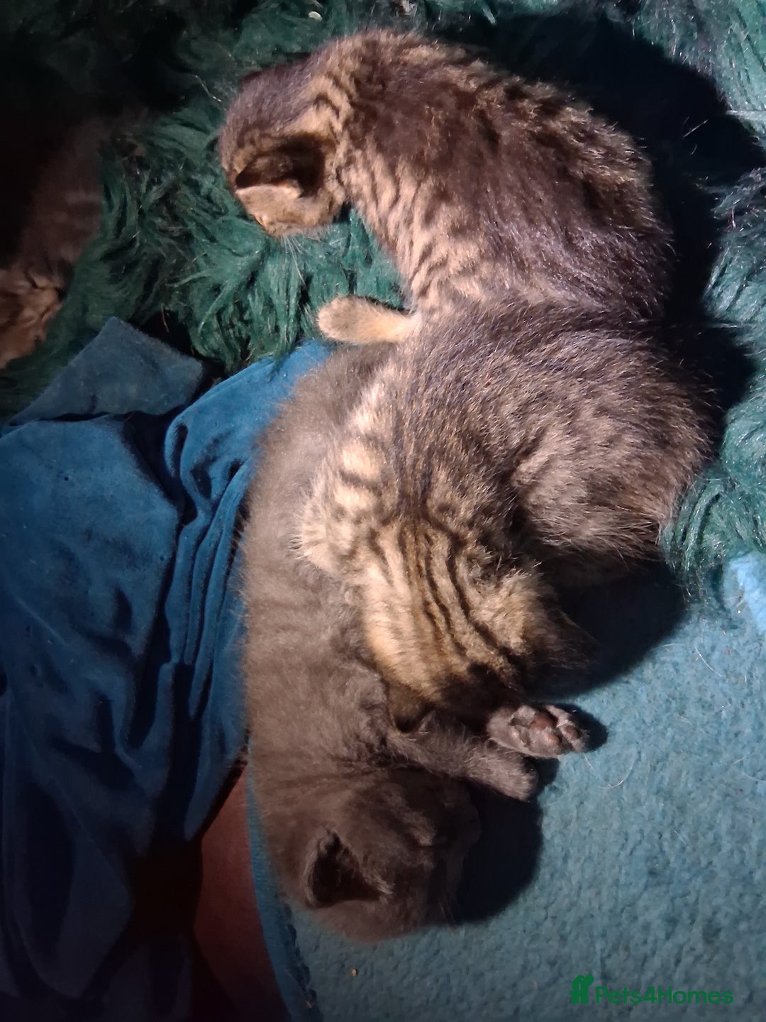 Mixed Breed cats for sale: ⭐️⭐️Stunning Russian Blue X Bengal Kittens ⭐️⭐️⭐️ - Advert 39