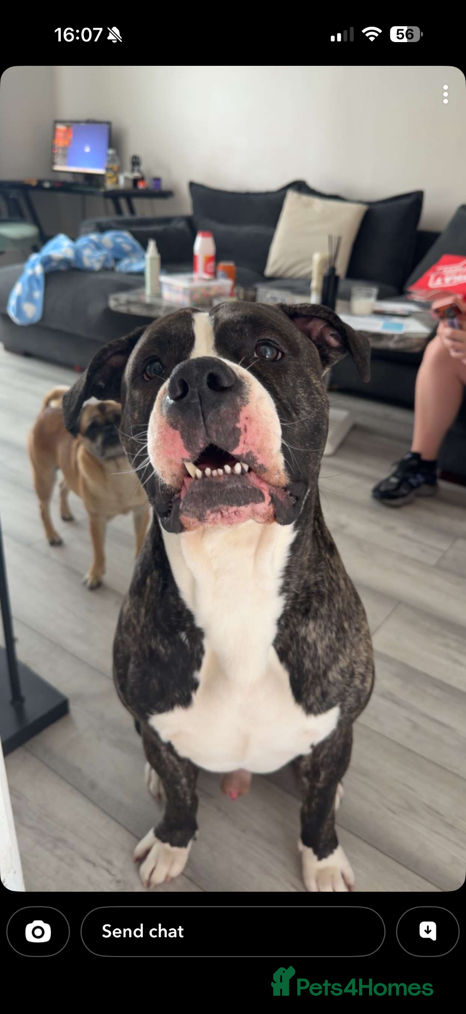 Mixed Breed dogs Staffy cross American bulldog stud  - Advert 1