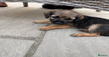Border Terrier dogs - Advert 4