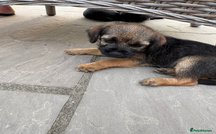 Border Terrier dogs - Advert 1