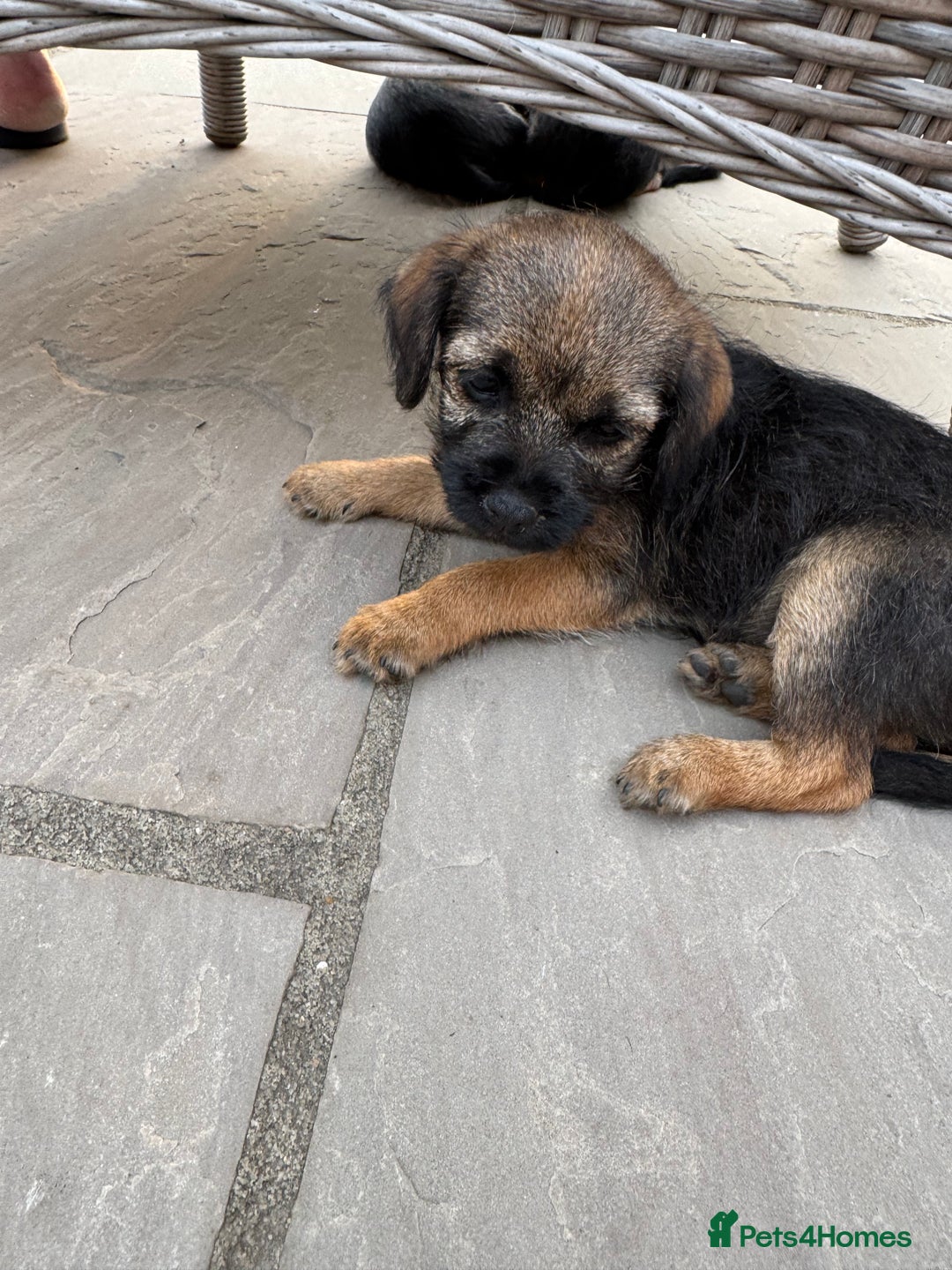 Border Terrier dogs for sale: "REDUCED" Beautiful Border Terrier Pups - Image 2