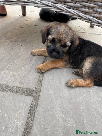 Border Terrier dogs - Advert 2