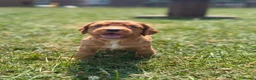 Cocker Spaniel dogs for sale: Working cocker spaniel puppies - Advert 9
