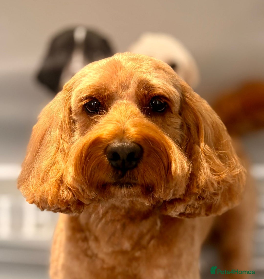 Cockapoo dogs for stud: STUD F1 Cockerpoo (5 Star 10/10} - Advert 3