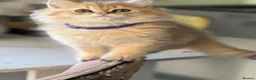 British Longhair cats for sale: British Longhair golden kittens TICA - Advert 8