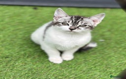 Mixed Breed cats for sale: Adorable Bengal Cross Kittens!! - Image 5