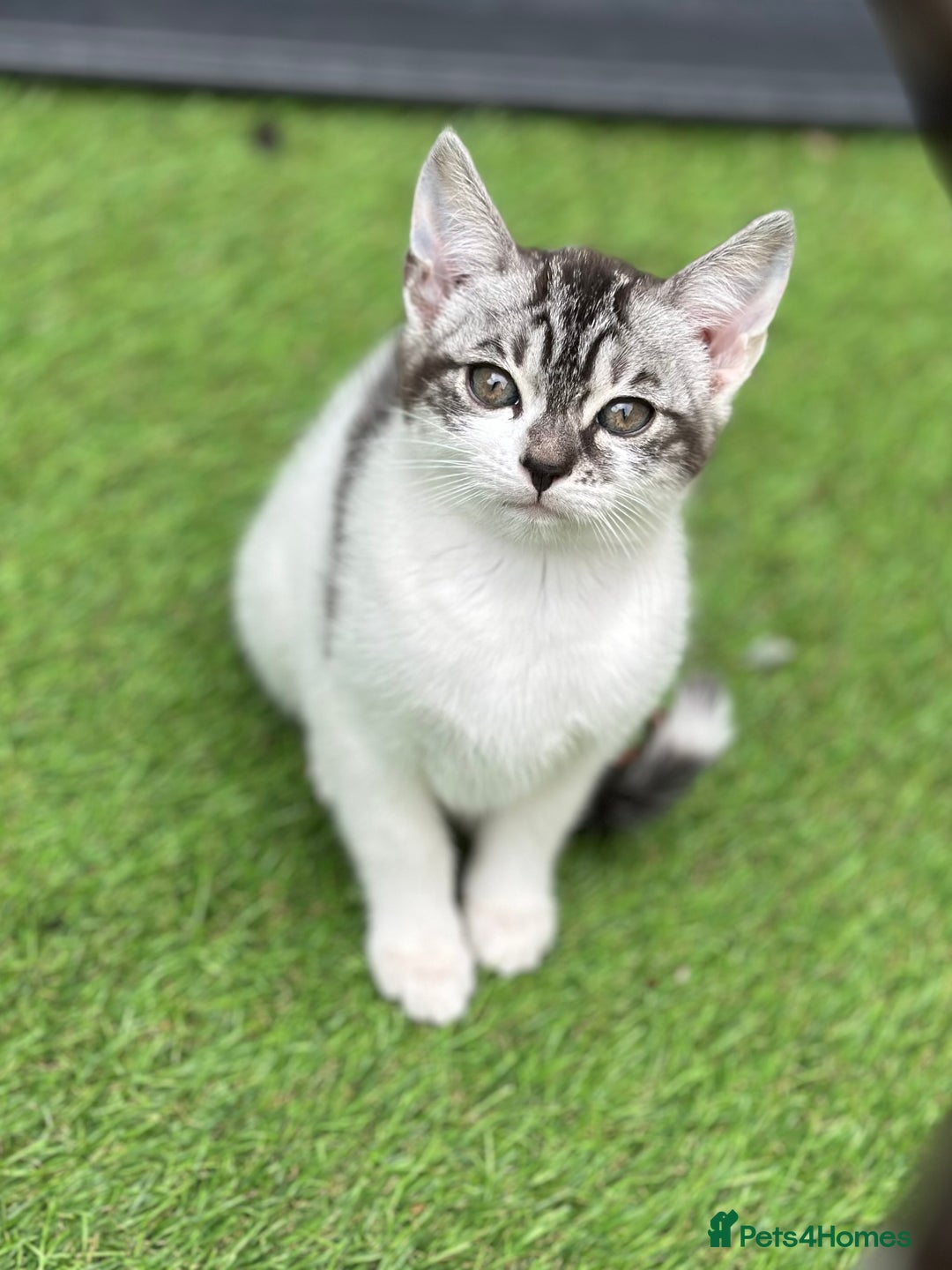 Mixed Breed cats for sale: Adorable Bengal Cross Kittens!! - Image 5
