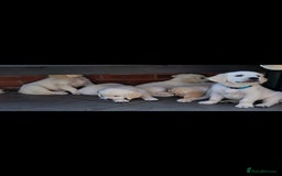 Golden Retriever dogs for sale: Adorable Golden Retriever Puppies - Image 2