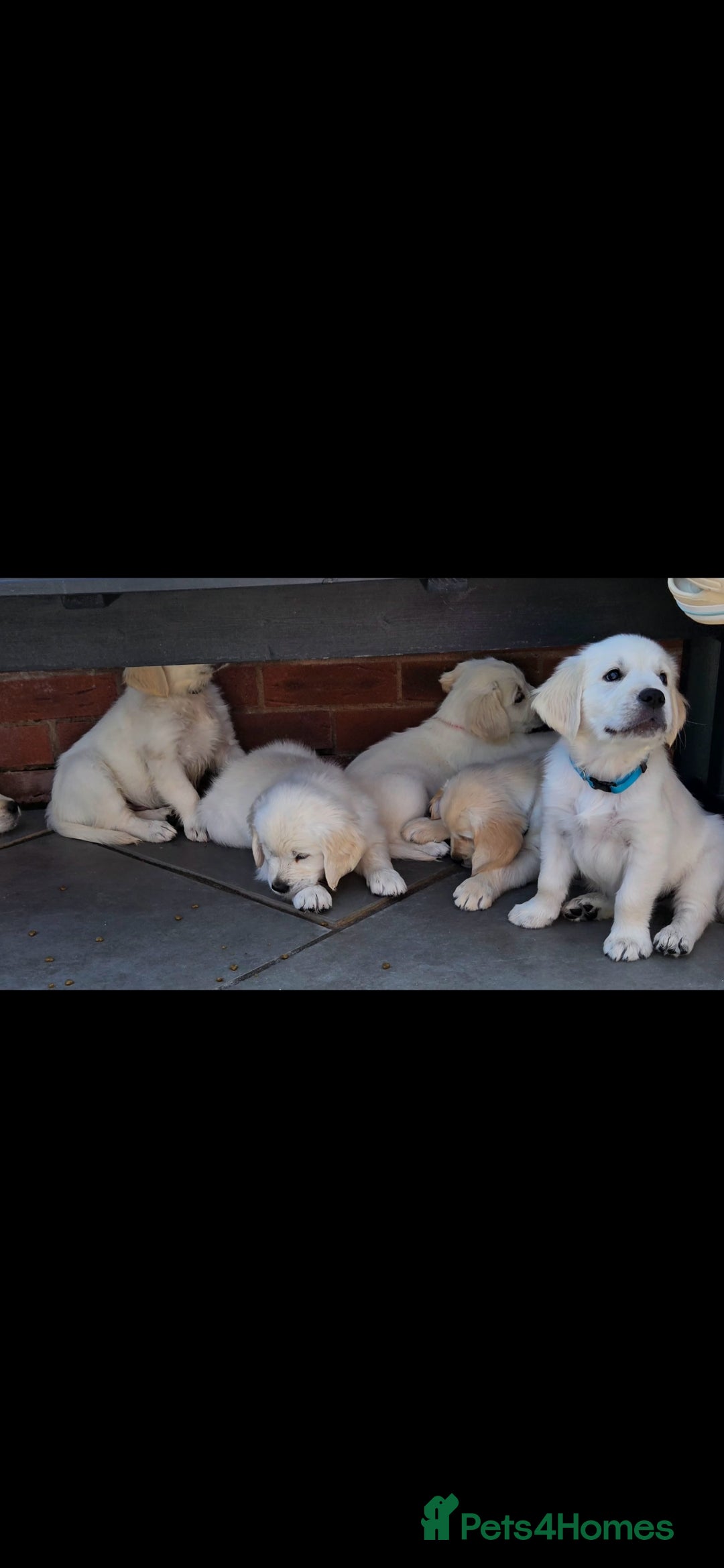 Golden Retriever dogs for sale: Adorable Golden Retriever Puppies - Image 2