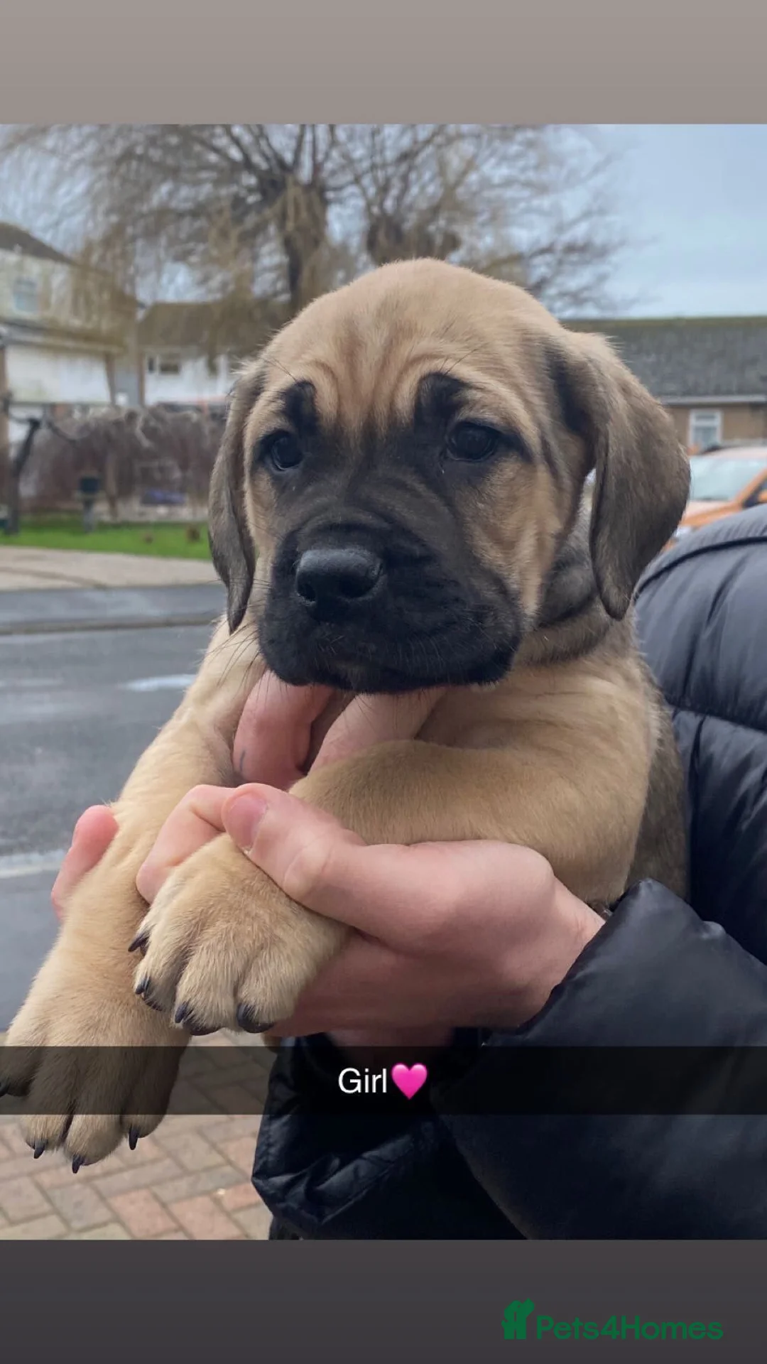 Cane Corso dogs for sale: Cane corso bandog - Advert 8