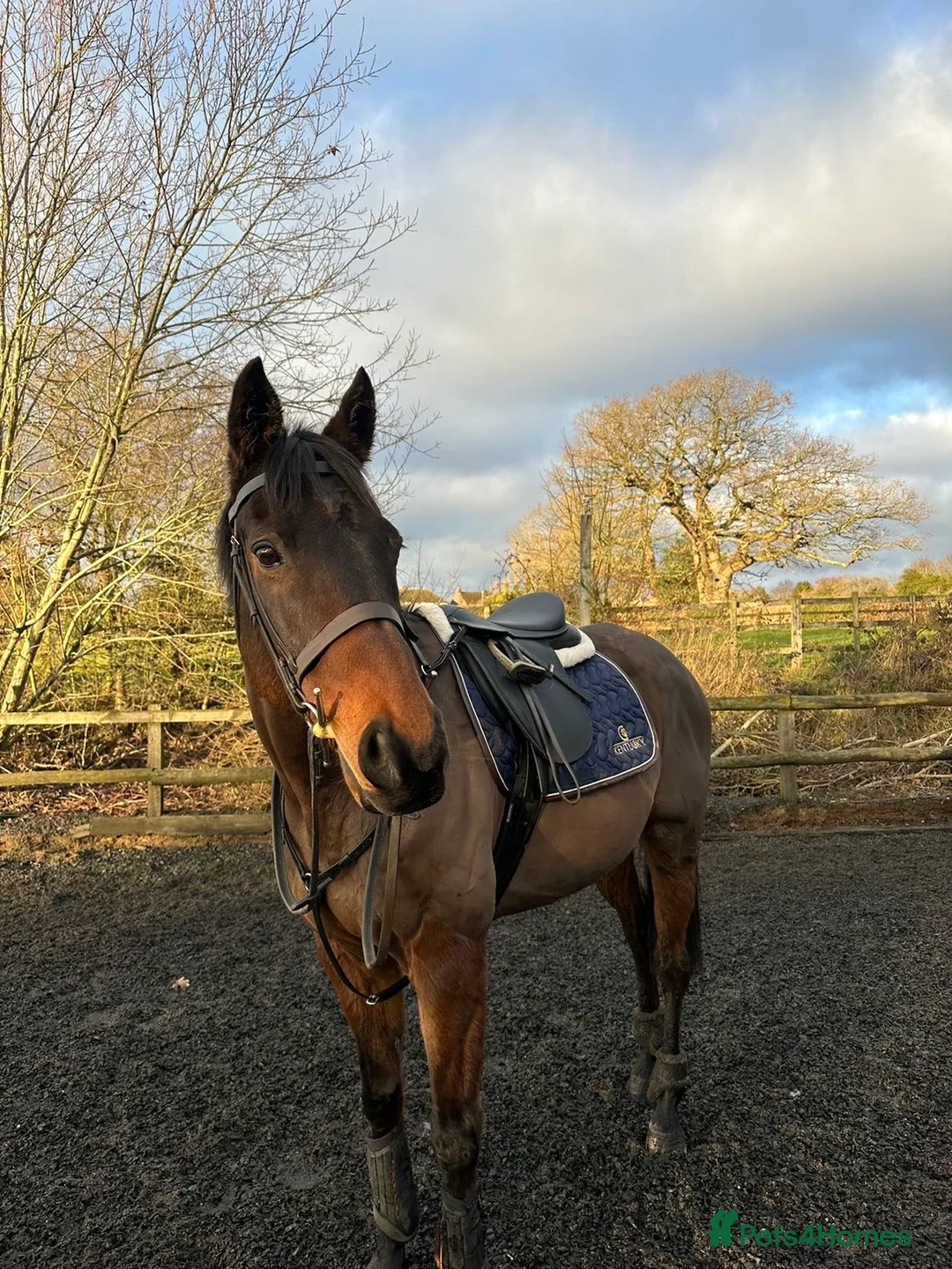 Irish Thoroughbred horses for sale: Bruno, lovely 16.2 gelding for sale  - Advert 1