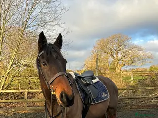 Irish Thoroughbred horses Bruno, lovely 16.2 gelding for sale - Advert 16