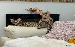 Bengal cats for sale: Bangal Kittens  - Image 28
