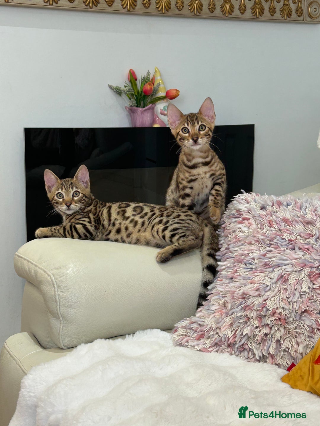 Bengal cats for sale: Bangal Kittens  - Image 28
