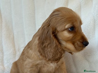 Cocker Spaniel dogs 🌟Show Cocker spaniel puppies🌟 - Advert 6