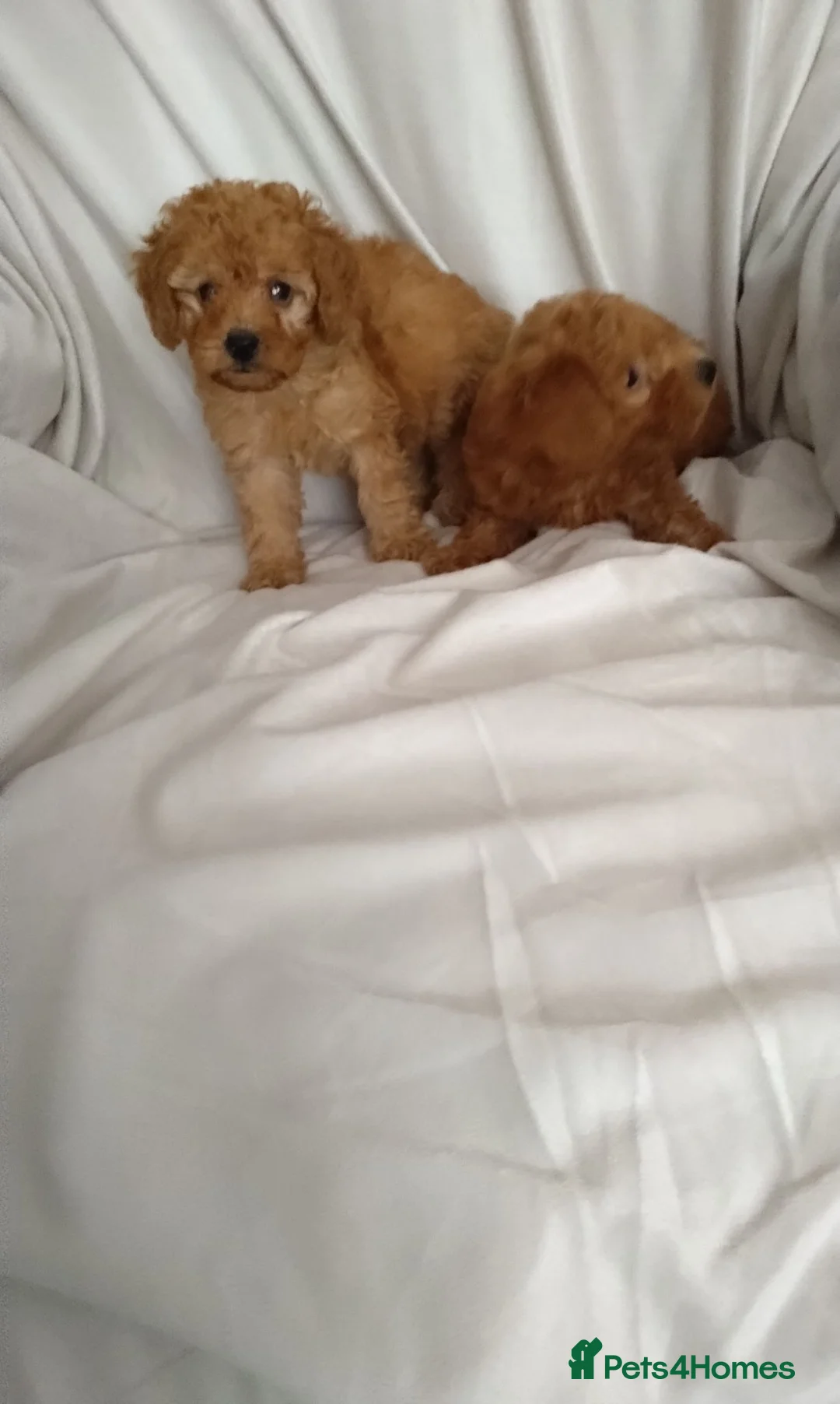 Toy Poodle dogs for sale: Toy poodle puppies  - Advert 2
