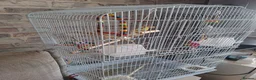 Cockatiels birds for sale: BABY BOY COCKATIEL – 2 MONTHS OLD + FULL SETUP!   - Advert 2