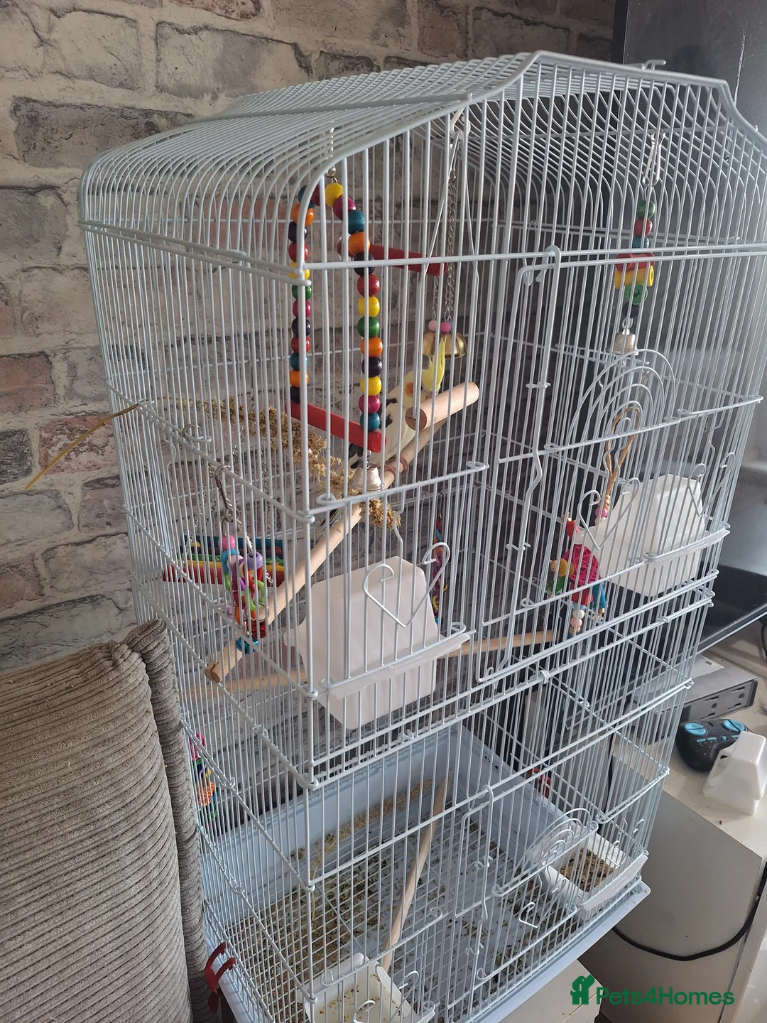 Cockatiels birds for sale: BABY BOY COCKATIEL – 2 MONTHS OLD + FULL SETUP!   - Advert 2