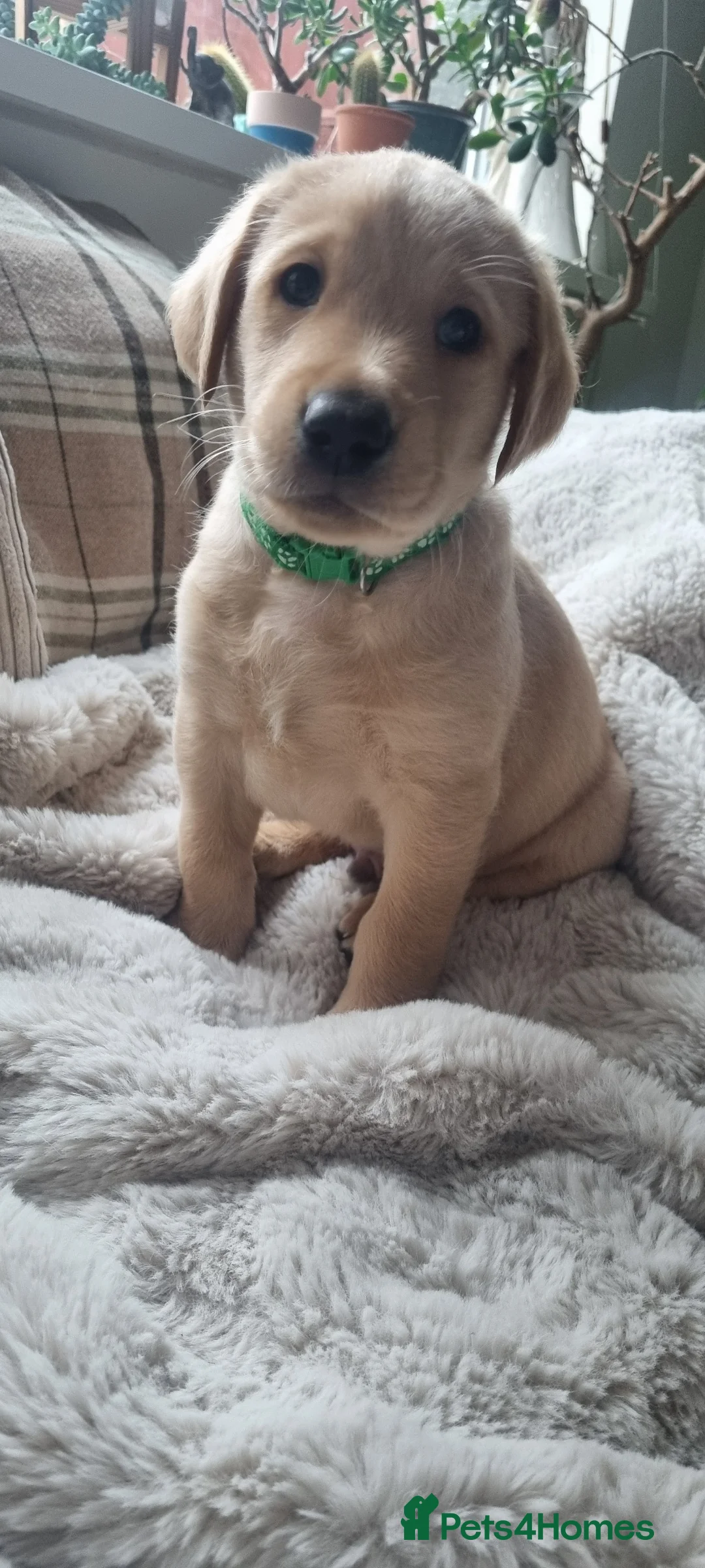 Labrador Retriever dogs for sale: Labrador puppies - Advert 2