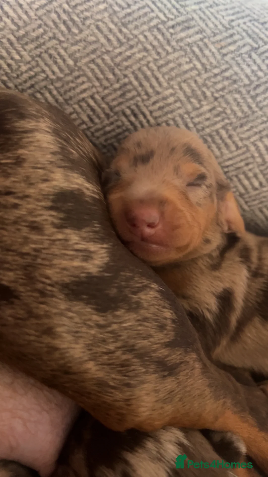 Miniature Dachshund dogs for sale: Dachshund puppys in Nottingham - Advert 2