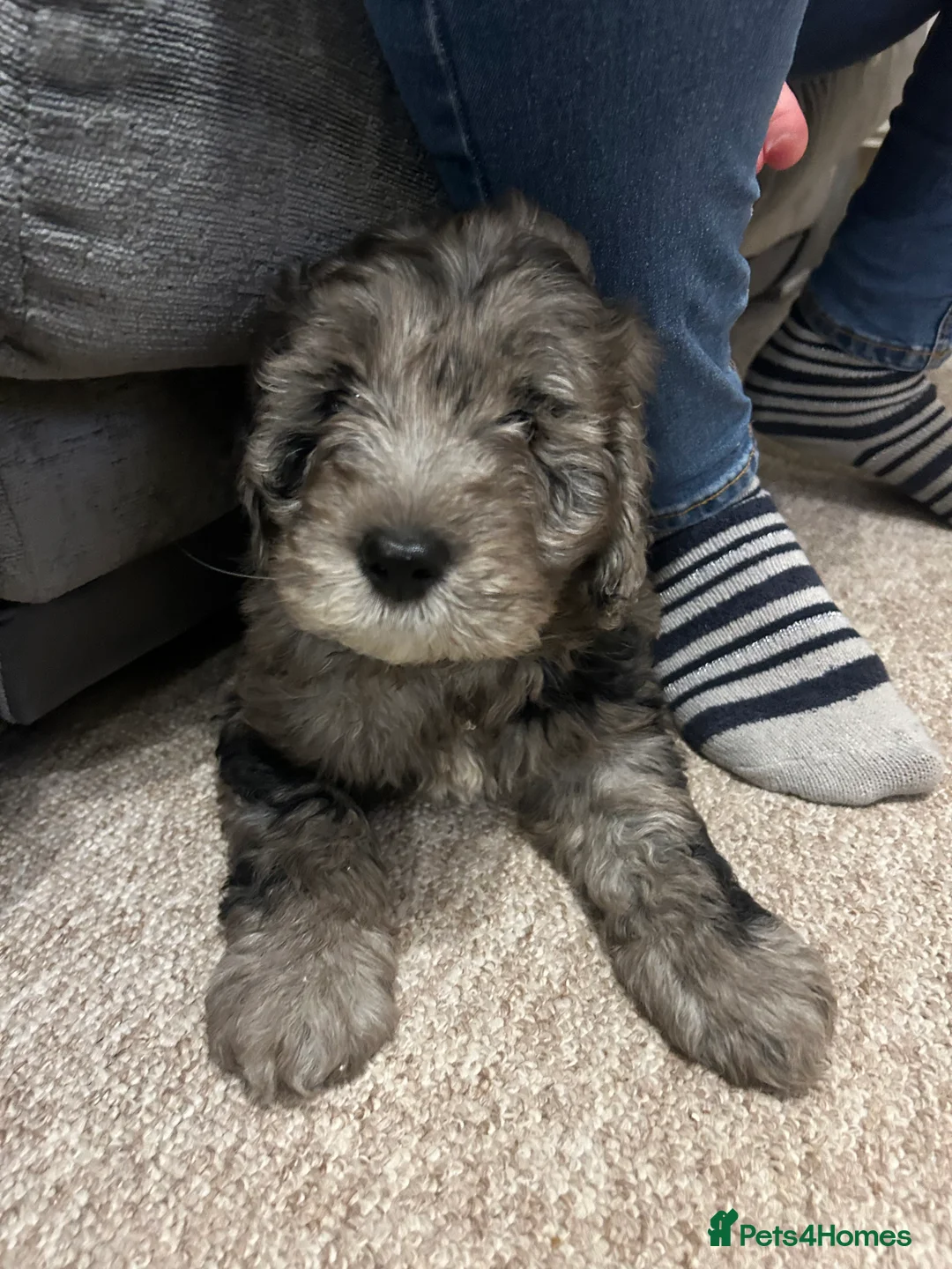 Mixed Breed dogs for sale: Australian Double doodle puppies  - Advert 17