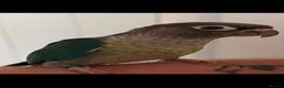 Parrots birds for sale: 2 conure and 4 cockatiels  - Advert 13