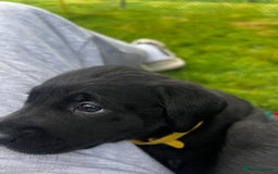 Labrador Retriever dogs for sale: One stunning girl, ready now 9Nov!  - Image 5