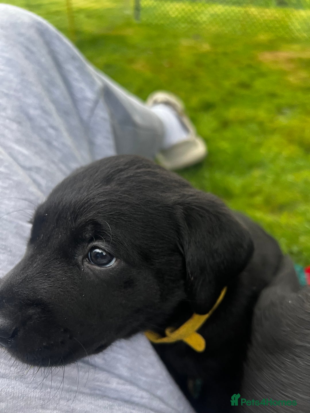 Labrador Retriever dogs for sale: One stunning girl, ready now 9Nov!  - Image 5