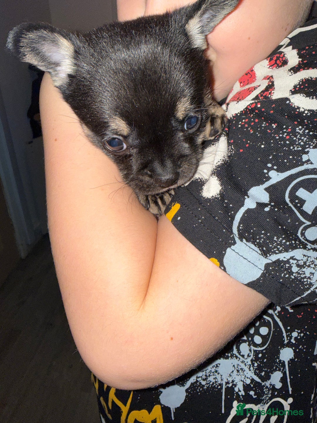 Mixed Breed dogs for sale: French Pom puppies  - Advert 4