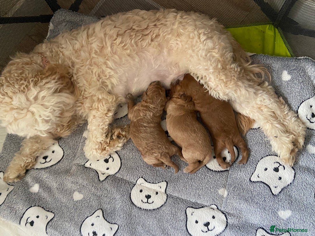 Cockapoo dogs for sale: 🌸3 gorgeous Chunky Cockapoos 🌸 - Image 37