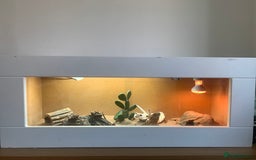 Bearded Dragon reptiles for sale: Bearded dragon and 3ft x 2ft setup - Image 2