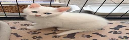 Persian cats for sale: 4 beautiful Persian x kittens, ready now - Advert 12