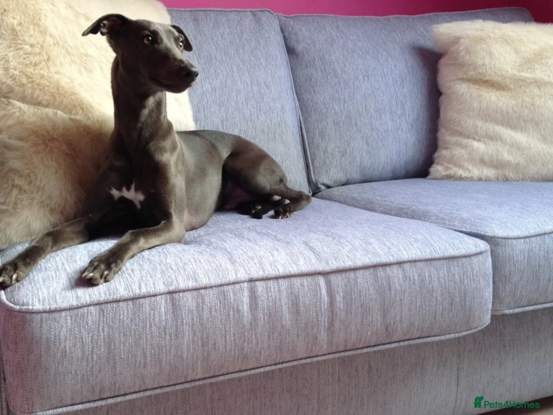 Whippet dogs for stud: BLUE PEDIGREE KC REGISTERED WHIPPET AT STUD in Salisbury - Advert 20