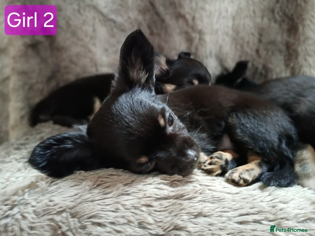 Chihuahua dogs for sale: Quality Longhair Chihuahua Puppies - Advert 2