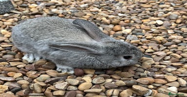 Mini Lop rabbits in Coalville - Advert 5