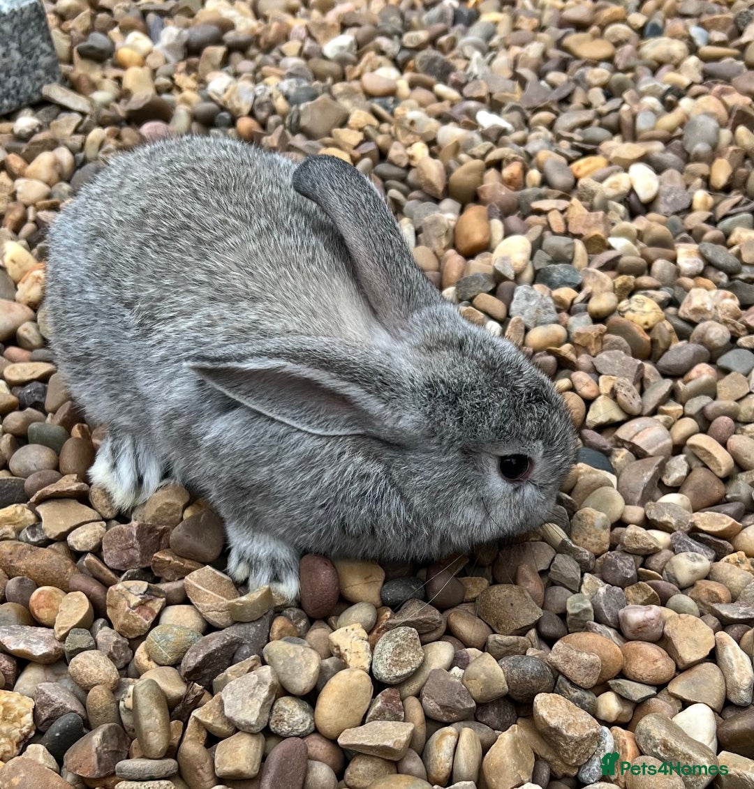 Mini Lop rabbits for sale: Mini Lops Ready now!!!!  in Coalville - Image 3