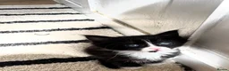 Norwegian Forest Cat cats for sale: mix norwegian kitten ready to go  - Advert 2