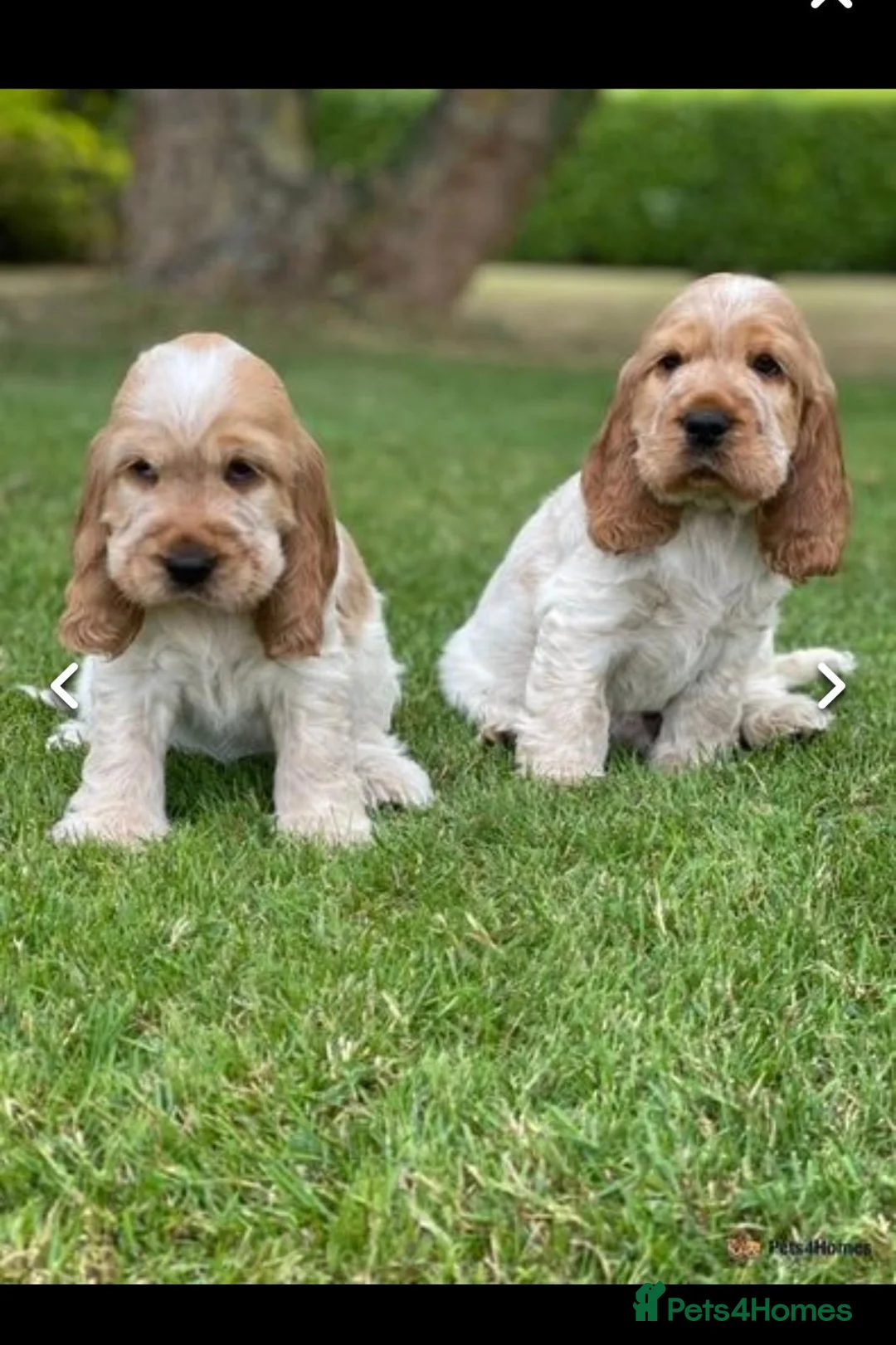 Cocker Spaniel dogs for stud: Proven KC Reg Show Cocker Spaniel Stud in Leicester - Advert 11