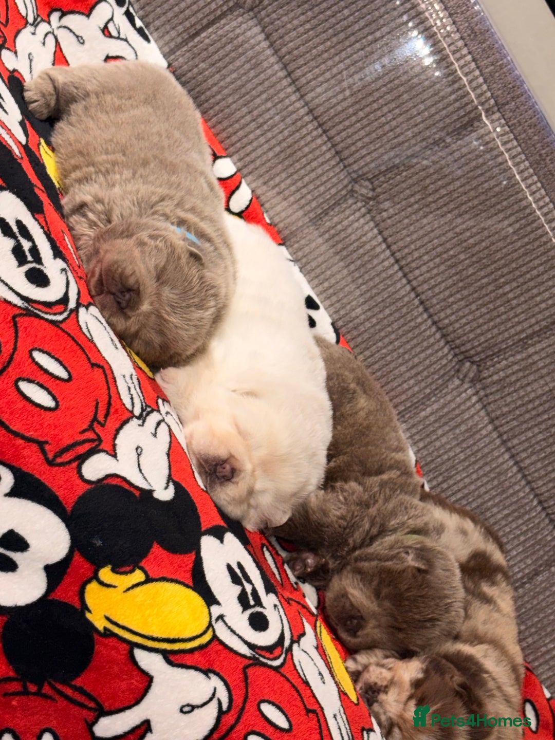 Chow Chow dogs for sale: Merle Chow chow puppies  - Advert 7