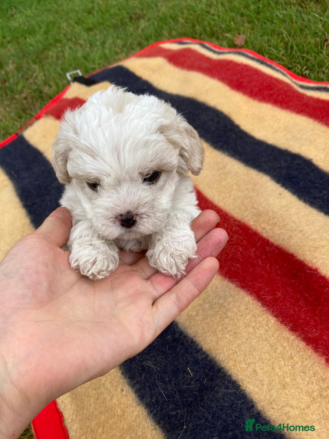 Mixed Breed dogs for sale: Bolonoodle Puppies  - Image 14