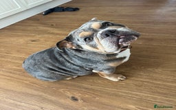 English Bulldog dogs for sale: Chunky English Bulldog Puppies  - Image 28