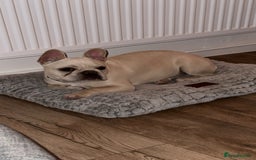 French Bulldog dogs for sale: Gorgeous 7Month Old Brother & Sister Frenchies - Image 3