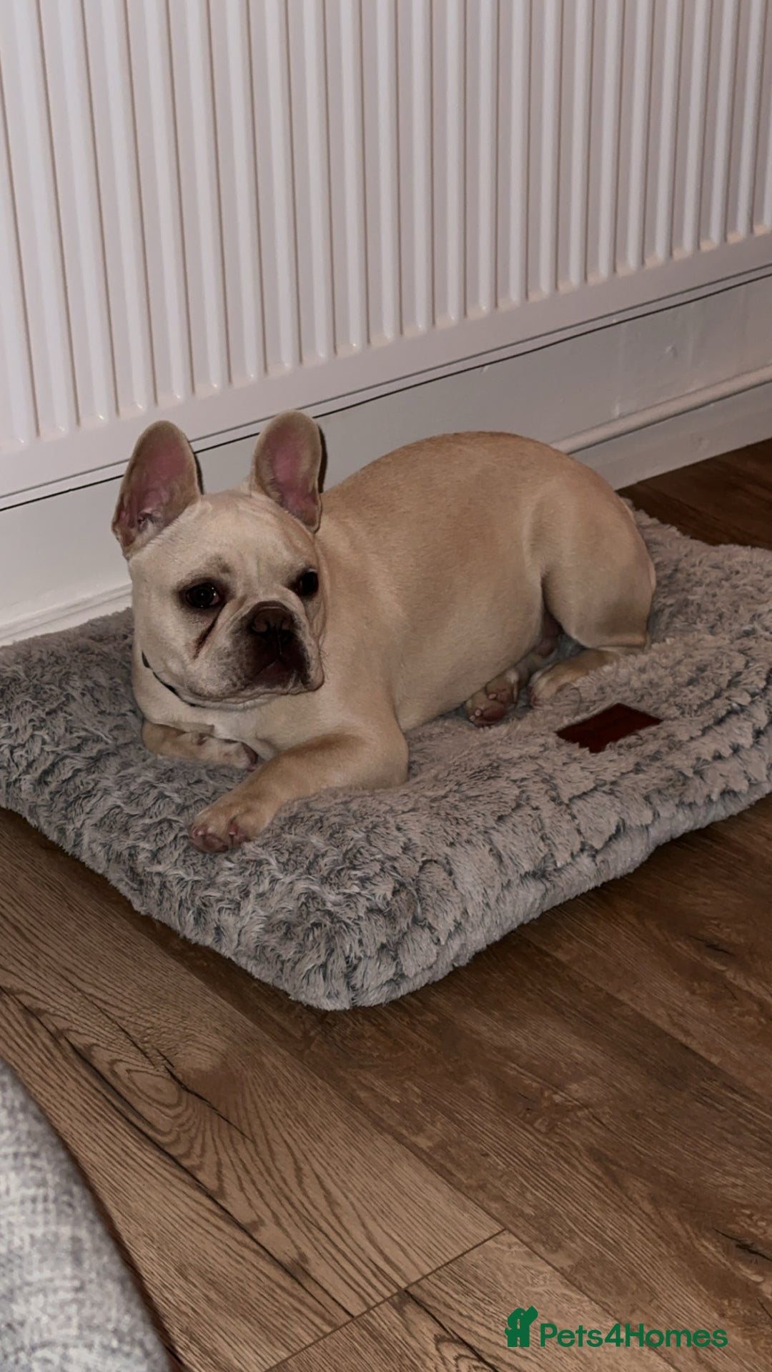 French Bulldog dogs for sale: Gorgeous 7Month Old Brother & Sister Frenchies - Image 3